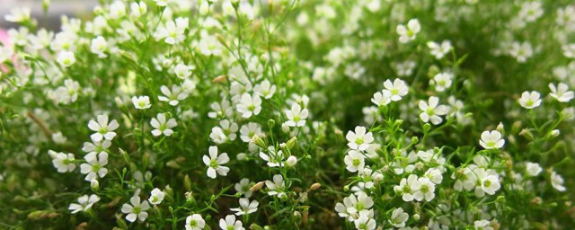 满天星的花语是什么? 关于满天星的花语介绍