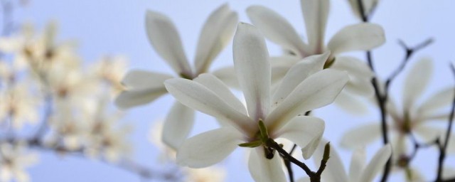 玉兰花的生长过程和特征 玉兰花如何生长