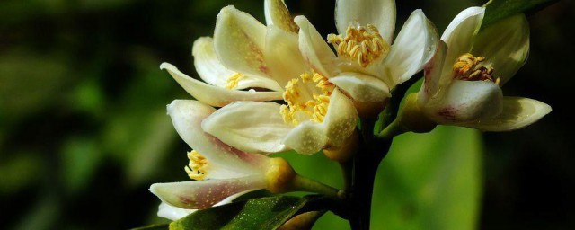 柠檬花的花语是什么 柠檬花的花语介绍