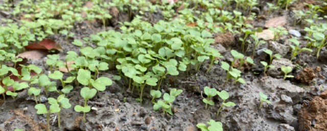 菜苗蔫了怎样救活 怎样救活蔫了的菜苗