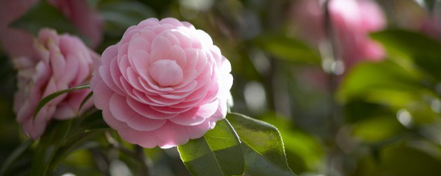 茶花打花苞时怎样施肥 茶花花苞期如何施肥