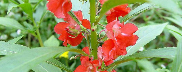 凤仙花雄蕊和雌蕊的特点 凤仙花雄蕊和雌蕊的特点是什么