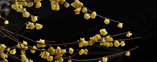 腊梅花的介绍 腊梅花的介绍是什么