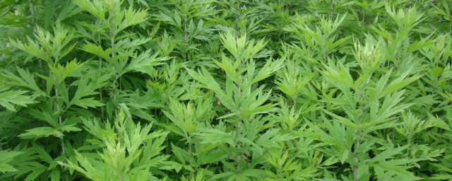 艾草有哪几个品种 艾草品种简介