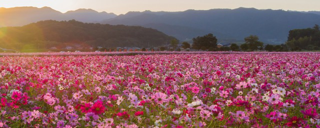 草籽什么季节播种 什么季节播种草籽