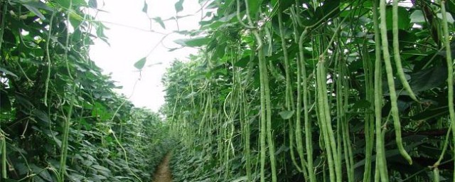 春季豆角种植时间和技巧 春季豆角种植时间和办法简单简介