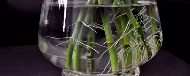 富贵竹一个月了不生根怎么办 富贵竹一个月了不生根怎么回事