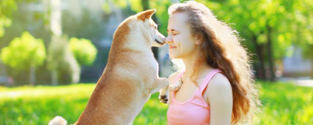 怎样训练巴哥犬 训练巴哥犬的6个办法