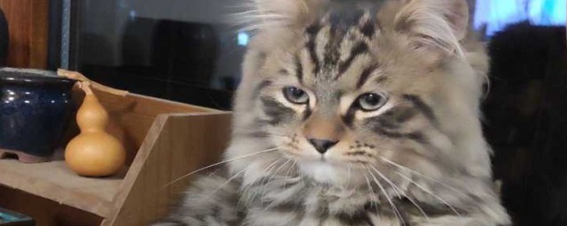 长毛狸花猫稀有吗 长毛狸花猫简单介绍