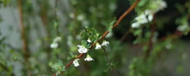 雪柳干枝能土培吗 雪柳干枝如何土培