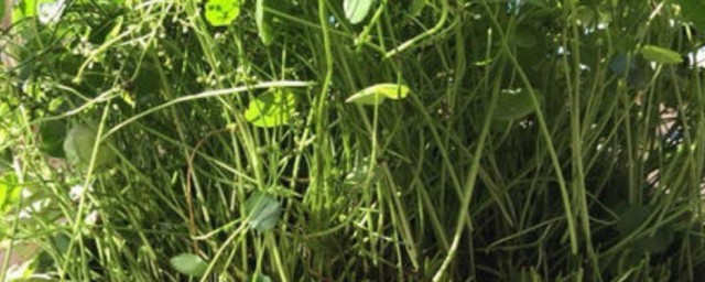 蜈蚣草怎么繁殖快 蜈蚣草繁殖