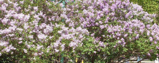 丁香树苗怎么种植要领 丁香树苗怎样种植办法是什么