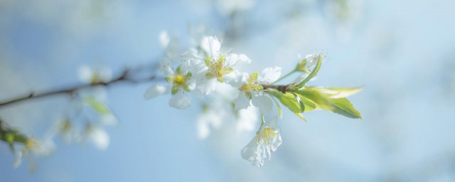梨树怎样剪枝 梨树剪枝该怎么做