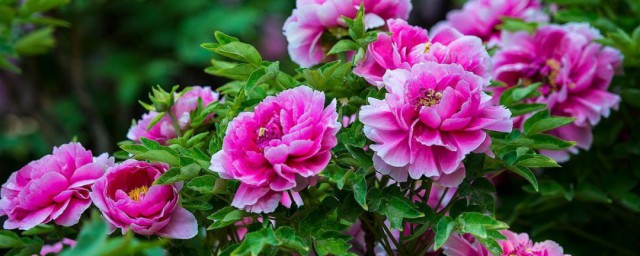 牡丹花怎么养护 牡丹花养护方法