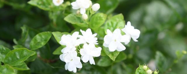 茉莉花的栽培要点 茉莉花栽培五要点