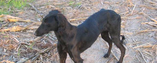 细犬是什么犬 关于细犬的简介