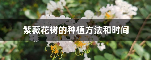 紫薇花树的种植方法和时间 紫薇花树如何种植