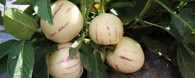 人参果种植条件和方法 人参果种植条件和方法的简单介绍