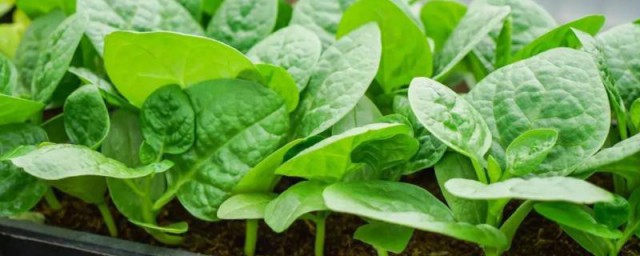 木耳菜怎么种植方法 木耳菜怎么种最好
