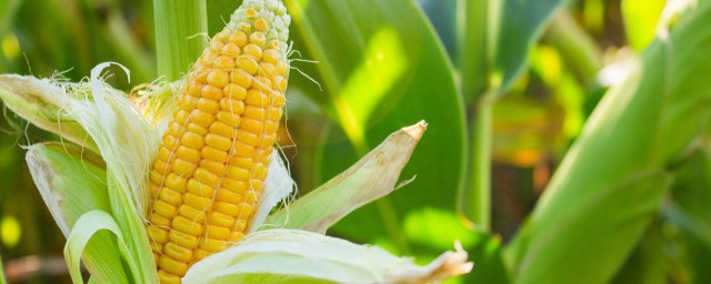 玉米怎么种植方法如下 玉米怎么种