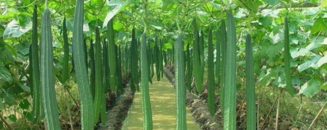 丝瓜的种植方法 丝瓜的种植方法