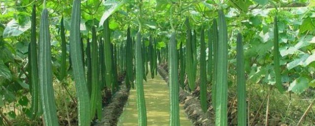 丝瓜的种植技巧 丝瓜的种植办法