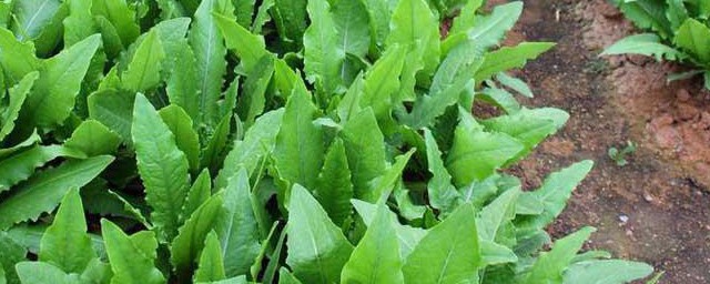 油麦菜的种植要领和时间 油麦菜如何种植