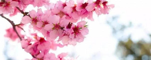 桃花的浪漫诗句 桃花的浪漫诗句精选
