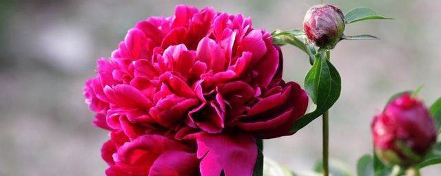 芍药养殖方法 如何养殖芍药