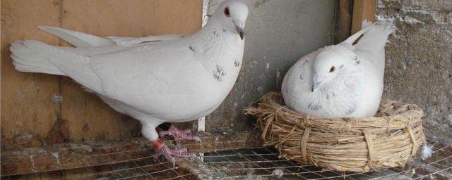 菜鸽的养殖方法 菜鸽的口粮是什么