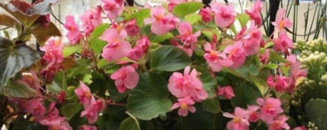 玻璃海棠花的养殖方法 玻璃海棠花的种植方法