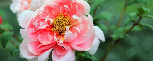 牡丹花的养殖方法 牡丹花正确养护的流程