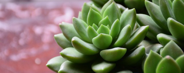 多肉植物的养殖方法 多肉植物养护的流程