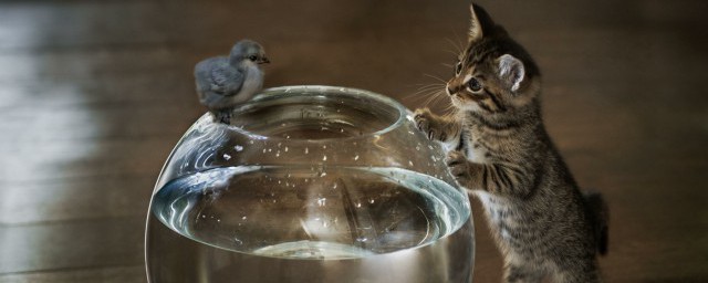 小猫咪怎样养 养小猫咪要注意什么