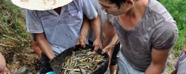 稻田泥鳅养殖技术技巧 泥鳅稻田养殖技术要点分享