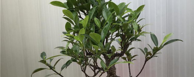 虎皮榕树如何养殖技巧 虎皮榕树养殖的方式