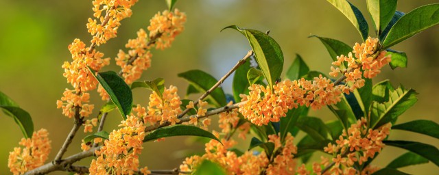 桂花树的养殖要领 怎么养殖桂花树