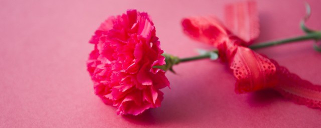 康乃馨花怎样养殖要领 怎么养殖康乃馨花