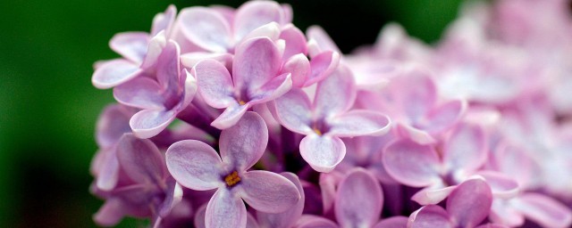 丁香花盆栽的养殖方式 丁香花种植要注意什么