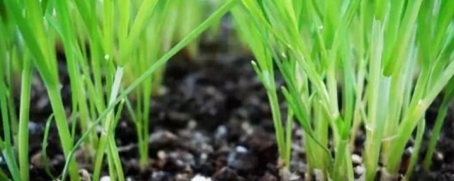 韭菜怎么种植方法如下 韭菜如何种植