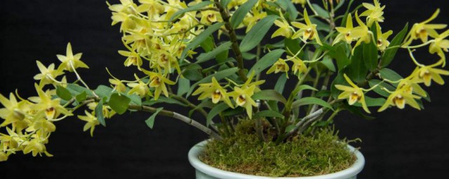 石斛在家如何种植方式 石斛怎么种植