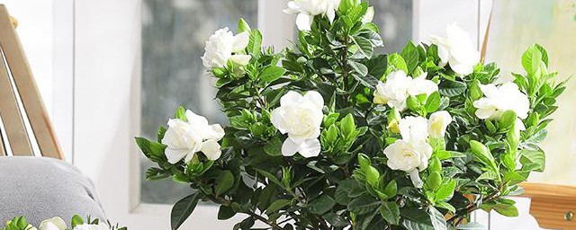 栀子花浇水方法 栀子花怎么浇水