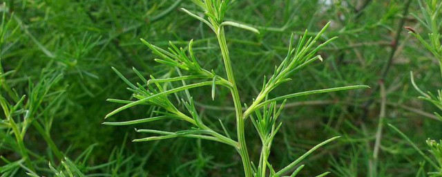 风滾草和猪毛菜的区别 风滾草和猪毛菜的区别是什么