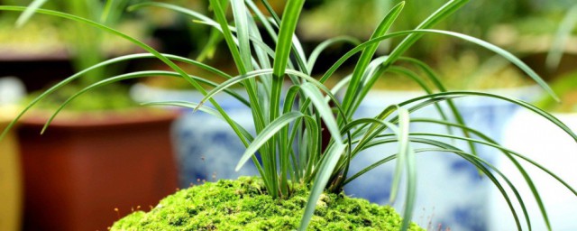 水苔种兰花浇水办法 关于水苔种兰花浇水办法