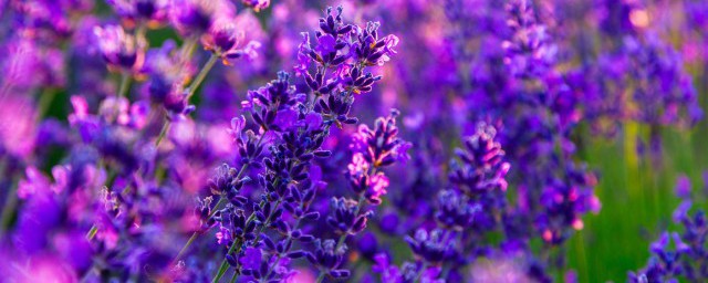 花草种植要领 花草怎样种植