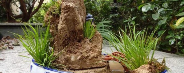 小石菖蒲盆景种植要领 小石菖蒲盆景种植技巧是什么