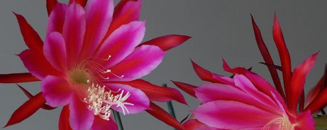 令箭荷花的扦插方法 令箭荷花怎么扦插