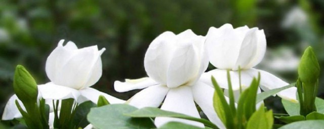 栀子花种子种植方法 栀子花种子怎么种植