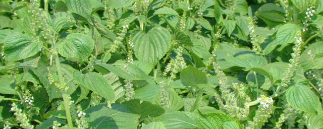 苏子的种植方法北方 北方苏子怎么种植