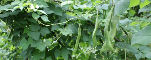 芸豆种植时间和方法 芸豆如何种植